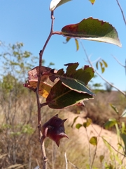 Sclerocroton