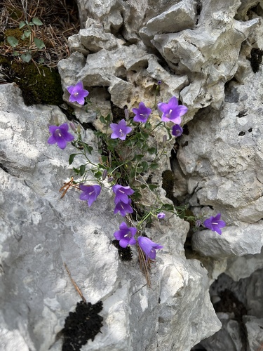 Campanula hercegovina photographed in Bosnia and Herzegovina
