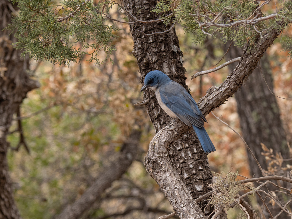 Mexican Jay (Couch's)
