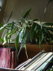 Disocactus ackermannii