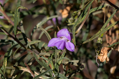 Eremophila gilesii