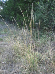 Eriochloa sericea