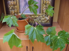 Begonia manicata
