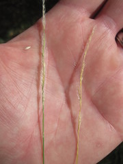 Eriochloa sericea
