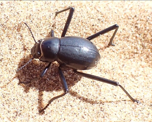 Onymacris unguicularis