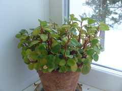 Peperomia glabella