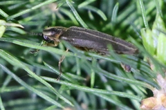 Lampyris zenkeri