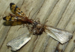 Panorpa neglecta