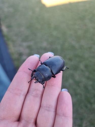 Lucanus cervus