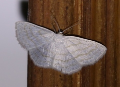 Scopula caricaria