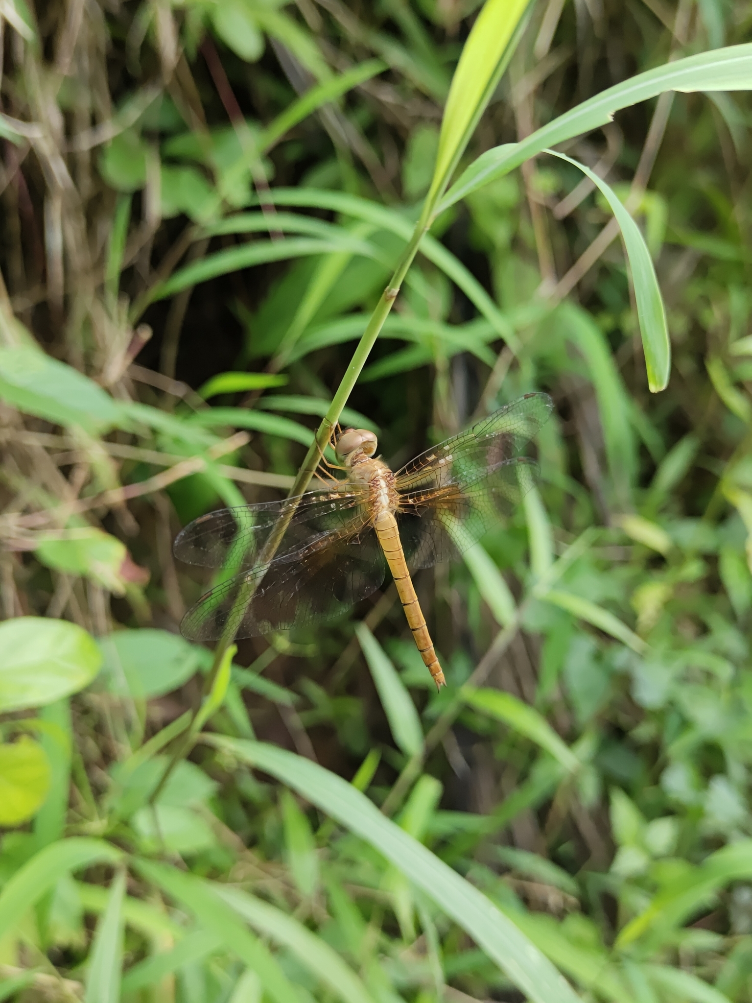 Coral-Tailed Cloudwing