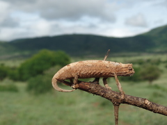 Rieppeleon kerstenii