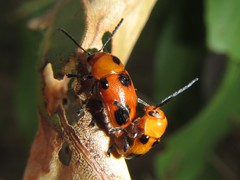 Aporocera eumolpus