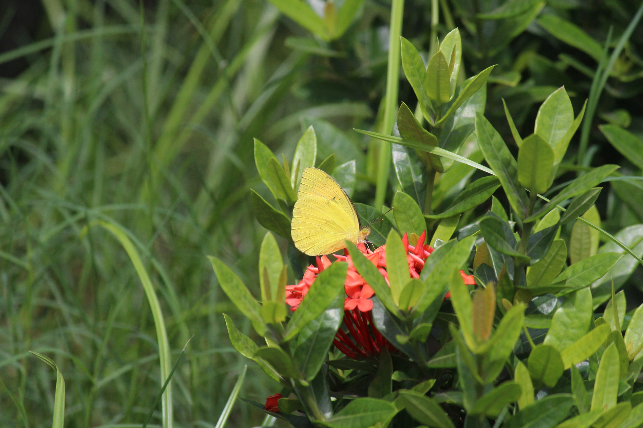 Yellow Orange-Tip