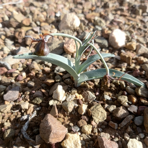 Karoo slangkop (Ornithoglossum undulatum)