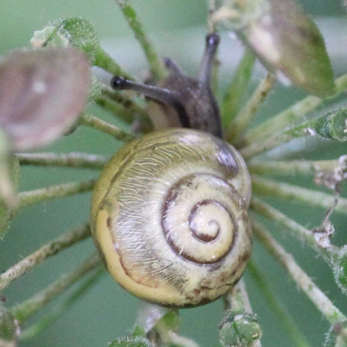 Cepaea