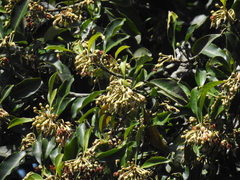 Palaquium ellipticum, photograph Srinivasan Kasinathan, CC BY, iNaturalist via GBIF