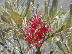 Grevillea variifolia