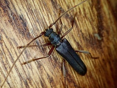 Phlyctaenodes pustulosa