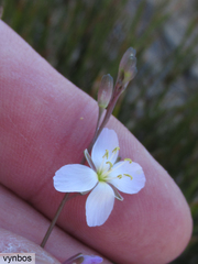 Heliophila carnosa