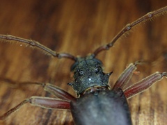 Phlyctaenodes pustulosa