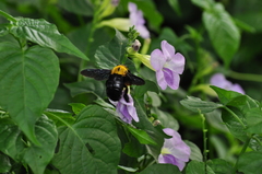Xylocopa ruficornis
