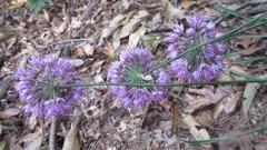 Allium thunbergii
