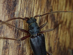 Phlyctaenodes pustulosa