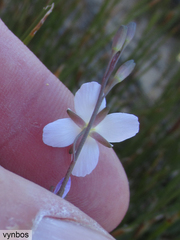 Heliophila carnosa