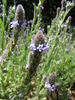 Western Vervain - Photo (c) randomtruth, some rights reserved (CC BY-NC-SA)