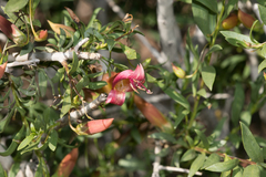Eremophila maculata