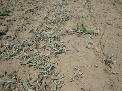 Persicaria tomentosa
