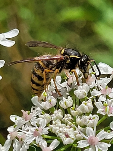 Saxon Wasp, Het blote voetenpad, De Koppel, Vechtpark., Natuuractiviteitencentrum De Koppel Vechtstraat 8a In de Koppeltuinen Vechtpark, 7772 AX Hardenberg, Nederland, photo 10 of 10