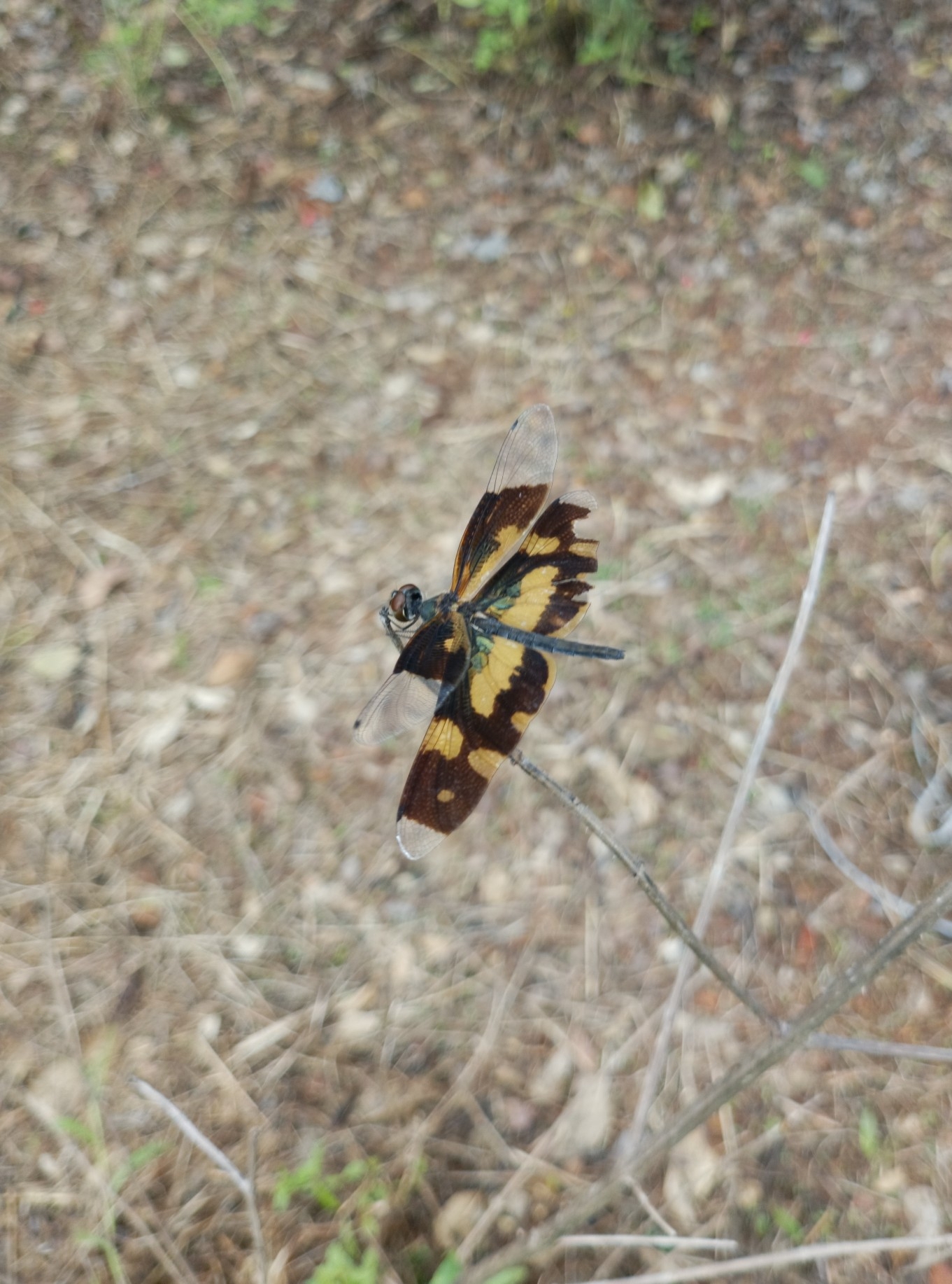 Common Picture Wing