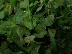 Hydrocotyle bowlesioides