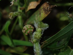 Hydrocotyle bowlesioides