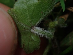 Hydrocotyle bowlesioides