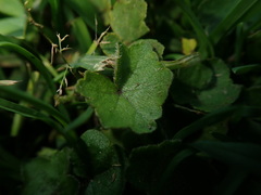Hydrocotyle bowlesioides