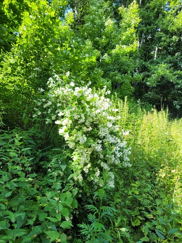 Philadelphus coronarius