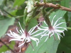 Ainsliaea acerifolia
