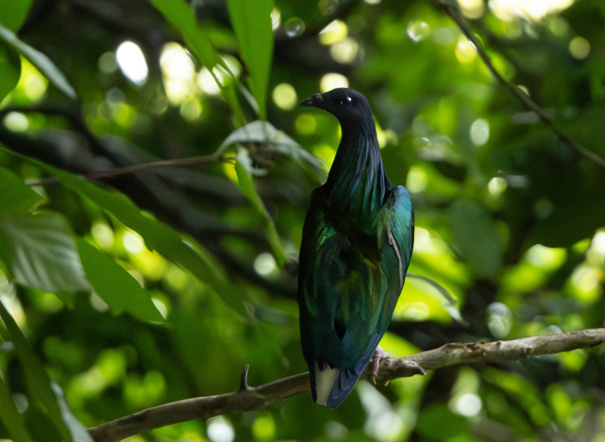 Nicobar Pigeon