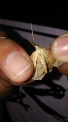 Lepidoptera