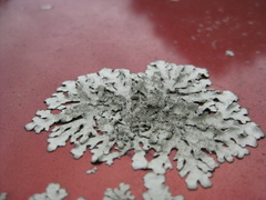 Xanthoparmelia scabrosa