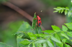 Probergrothius sanguinolens
