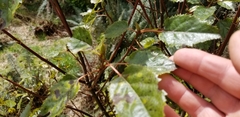 Aristotelia serrata, photograph Brett Sandford, CC BY, iNaturalist via GBIF