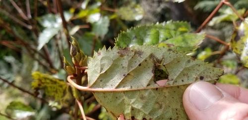 Aristotelia serrata, photograph 5