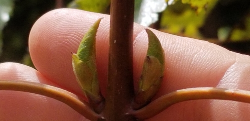 Aristotelia serrata, photograph 6