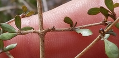Coprosma decurva