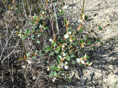 Spyridium thymifolium