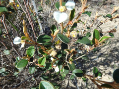 Spyridium thymifolium